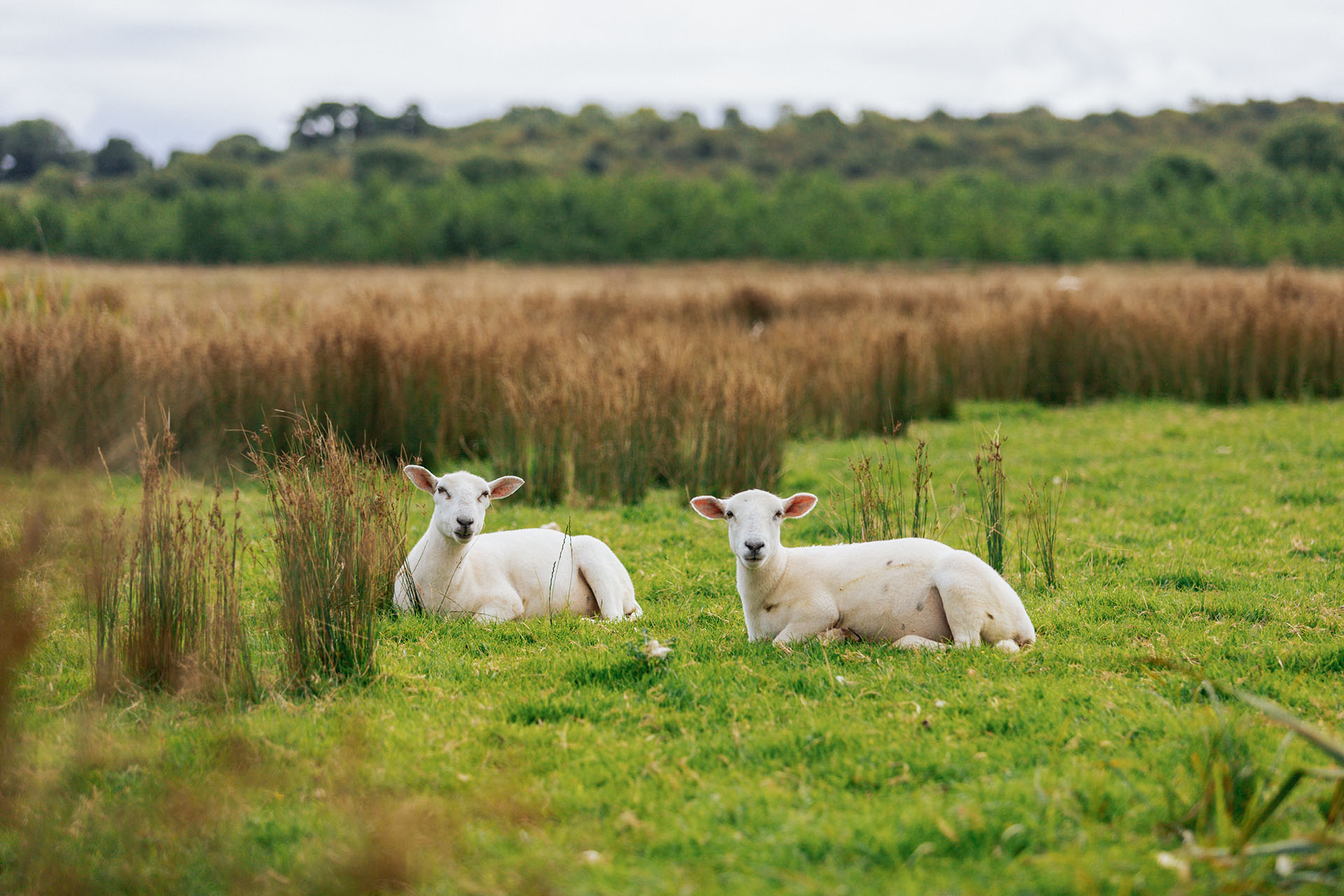 Sheep at Lecarrow Canal Walk