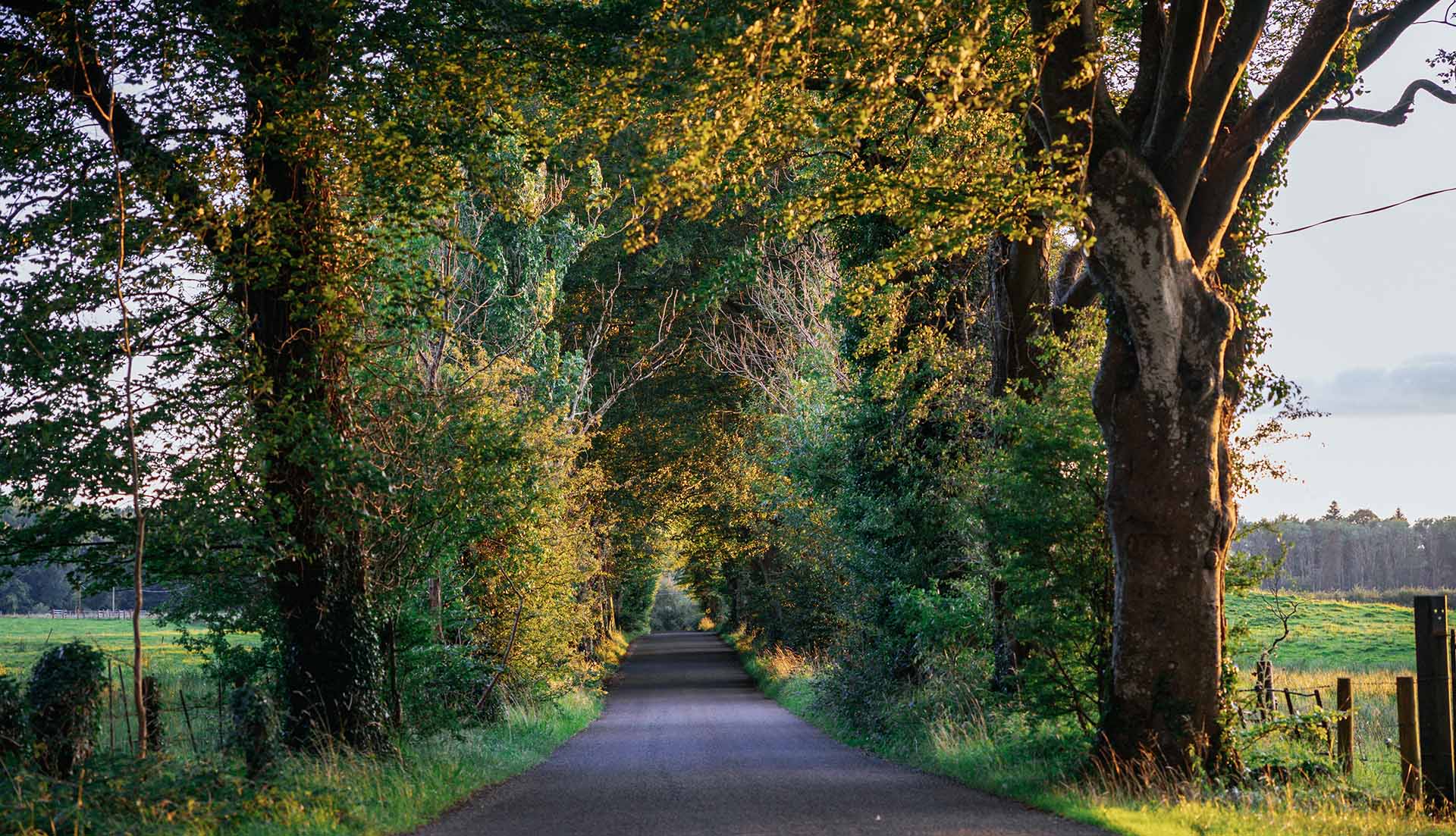 Road on the Boyle to Lough Key Cycle Way