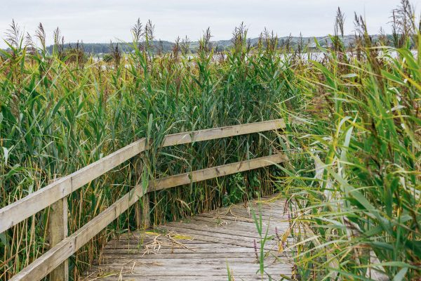 Lough O'Flynn Bog Loop path